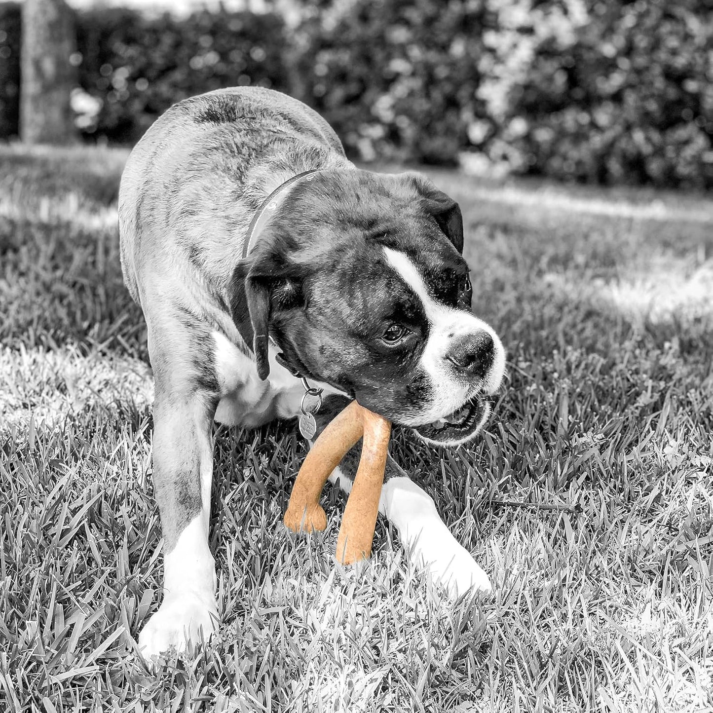 Wishbone Barkbone - Durable Nylon Chew Toy for Aggressive Chewers - Irresistible Peanut Butter Flavor - 5.38