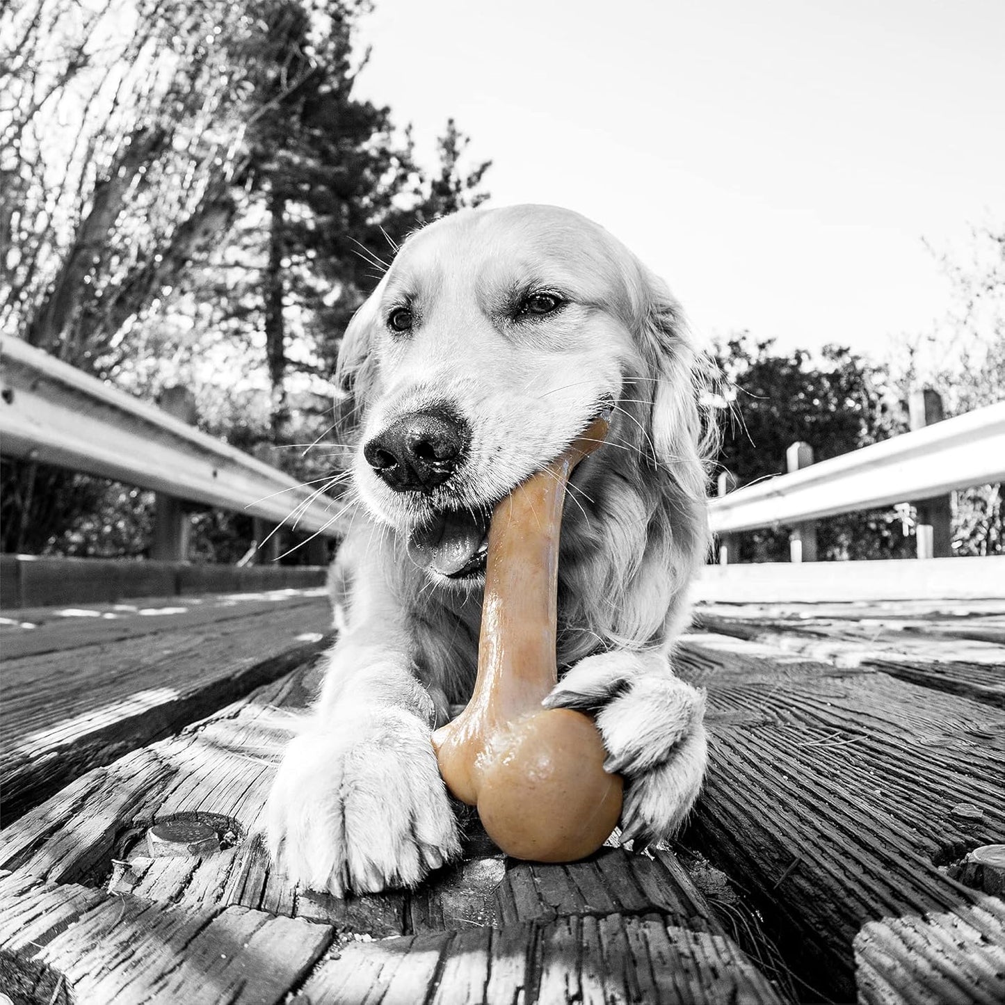 Dino Bacon Bone Chew Toy - The Ultimate Tough Nylon Bone for Aggressive Chewers - 11 Inches of Fun!
