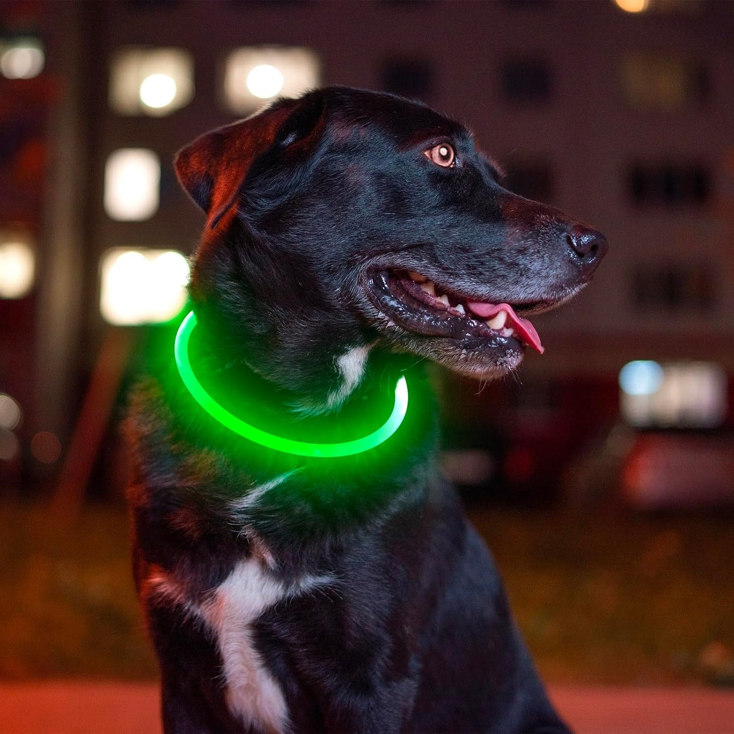 USB Rechargeable LED Dog Collar - Night Safety Light for Small, Medium & Large Dogs (Green)